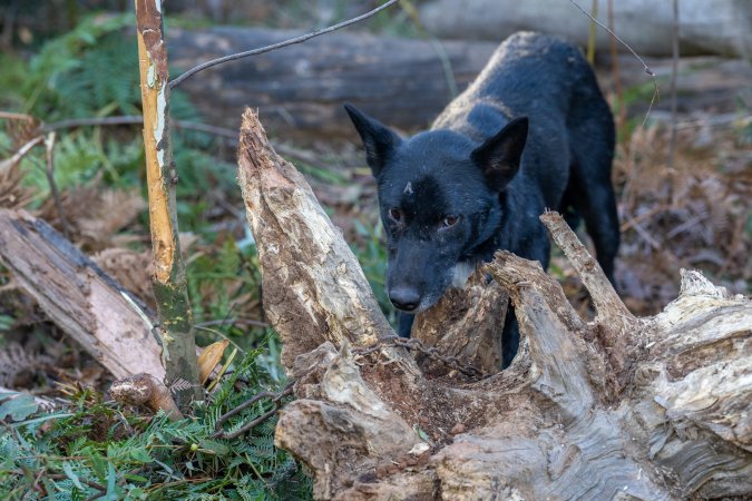 Dingo trapped in foothold trap