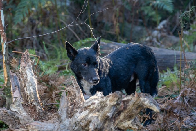 Dingo trapped in foothold trap