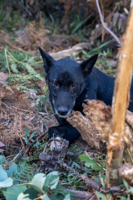 Dingo trapped in foothold trap