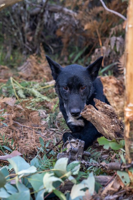 Dingo trapped in foothold trap