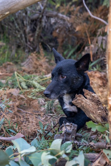 Dingo trapped in foothold trap