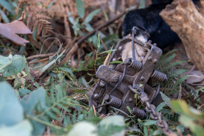 Dingo trapped in foothold trap