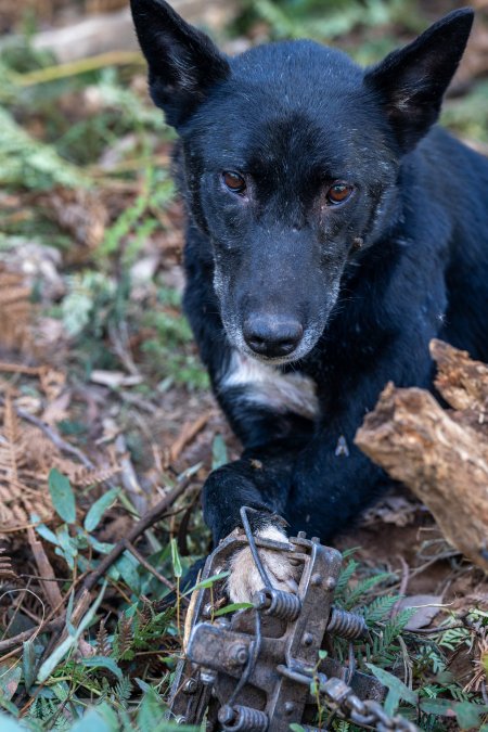 Dingo trapped in foothold trap