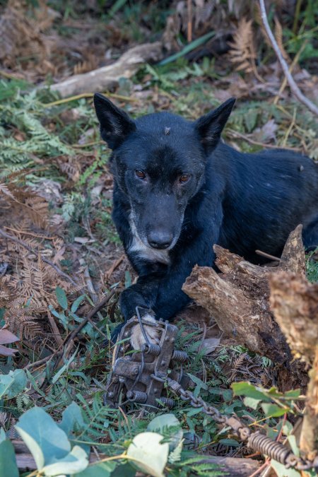 Dingo trapped in foothold trap