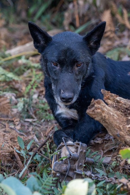 Dingo trapped in foothold trap