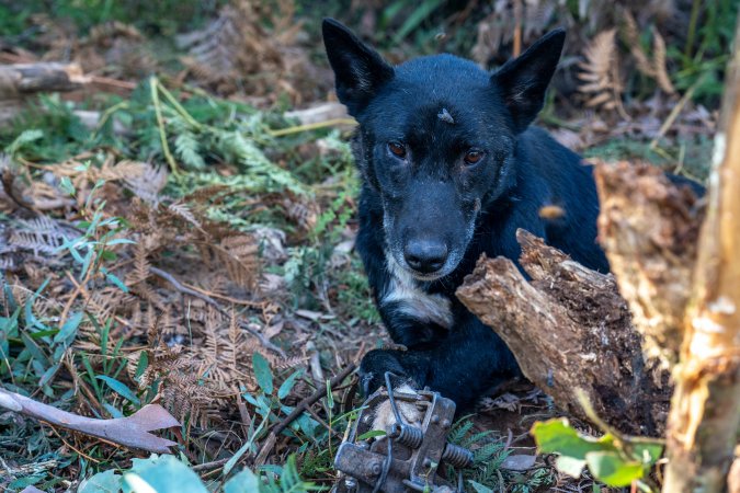 Dingo trapped in foothold trap