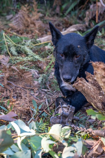 Dingo trapped in foothold trap