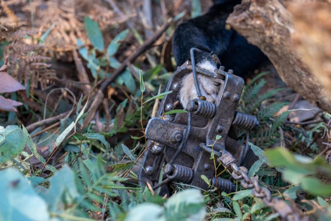 Dingo trapped in foothold trap