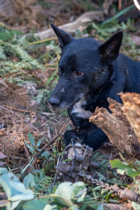 Dingo trapped in foothold trap