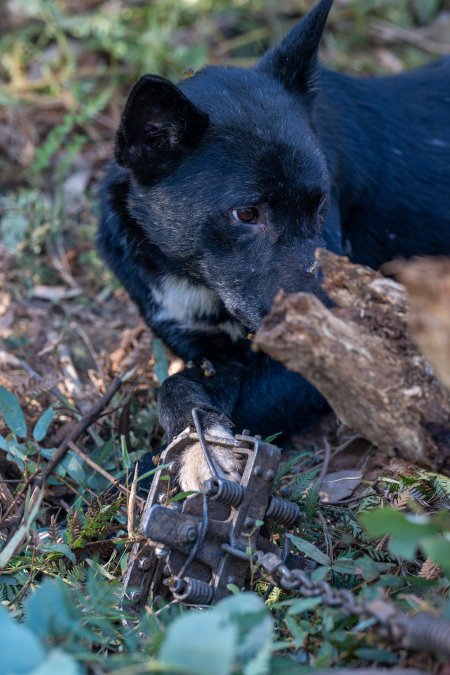 Dingo trapped in foothold trap