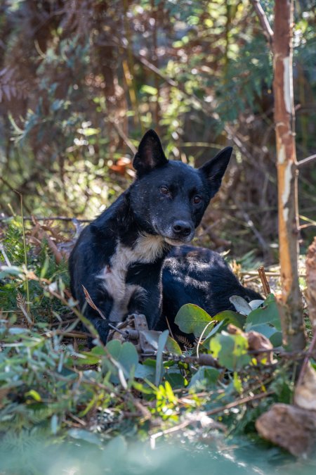 Dingo trapped in foothold trap