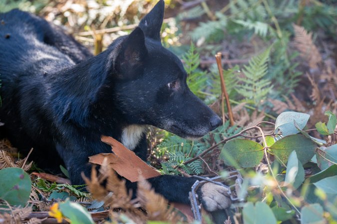 Dingo trapped in foothold trap