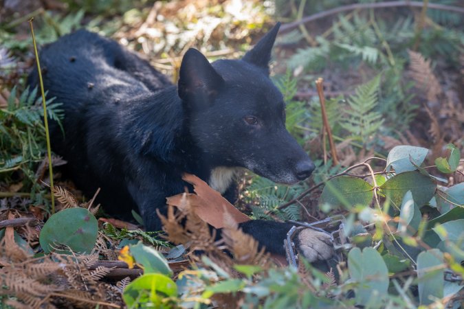 Dingo trapped in foothold trap