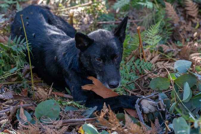 Dingo trapped in foothold trap