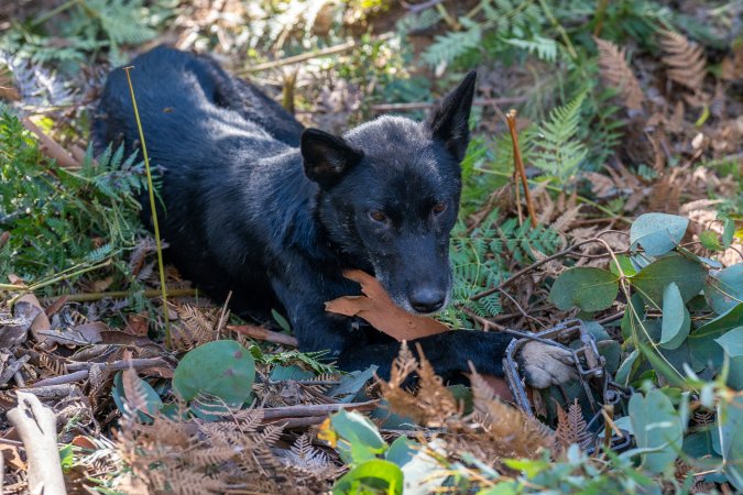 Dingo trapped in foothold trap