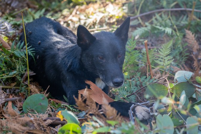 Dingo trapped in foothold trap