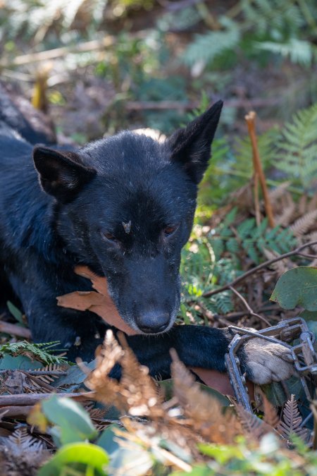 Dingo trapped in foothold trap