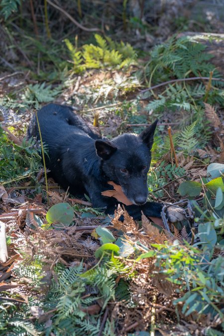 Dingo trapped in foothold trap