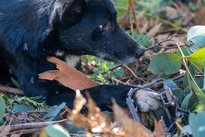 Dingo trapped in foothold trap