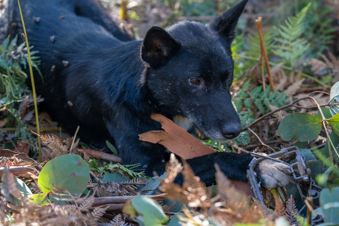 Dingo trapped in foothold trap