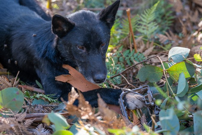 Dingo trapped in foothold trap