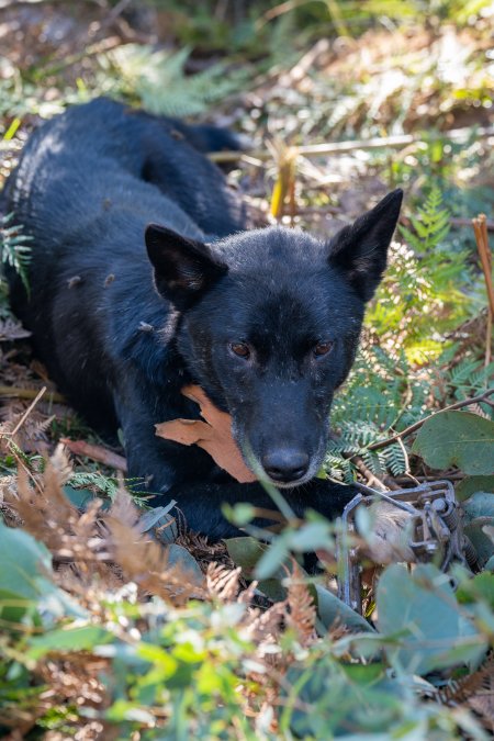 Dingo trapped in foothold trap