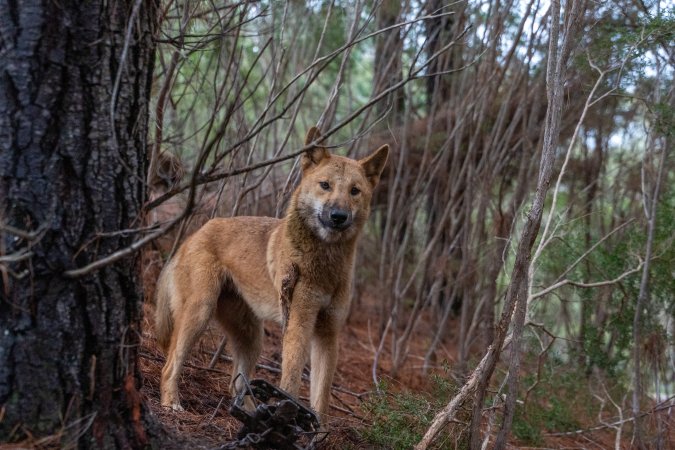 Dingo trapped in foothold trap