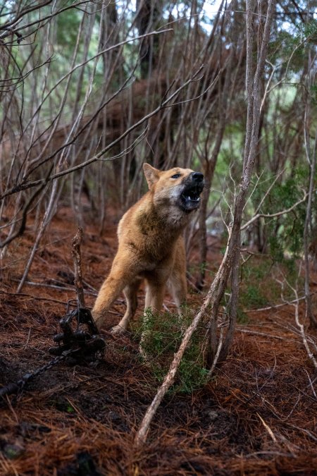 Dingo trapped in foothold trap