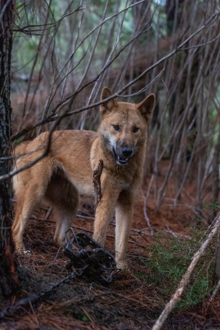 Dingo trapped in foothold trap