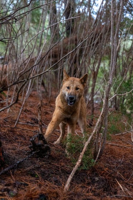 Dingo trapped in foothold trap