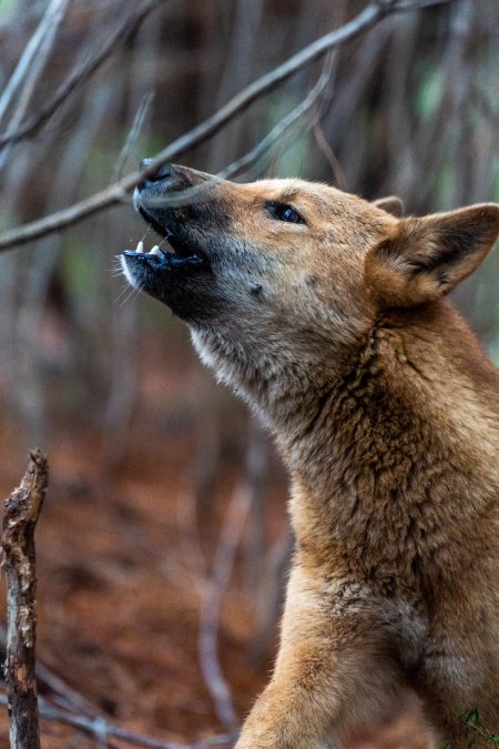 Dingo trapped in foothold trap