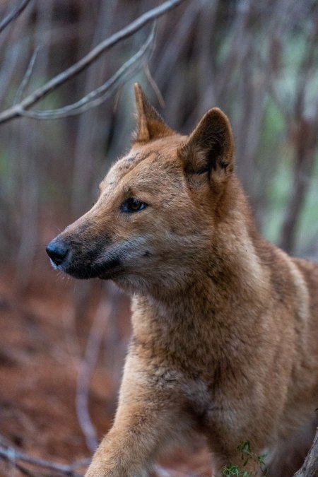 Dingo trapped in foothold trap