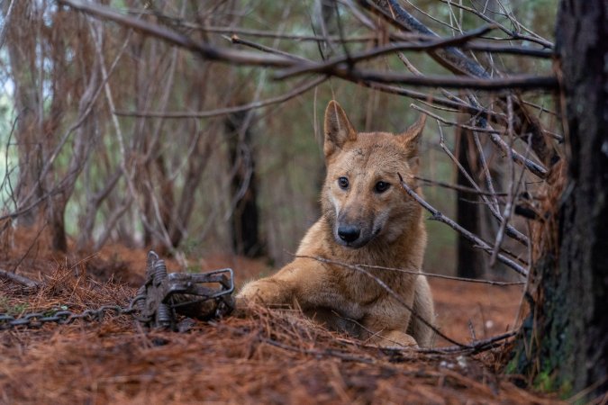 Dingo trapped in foothold trap