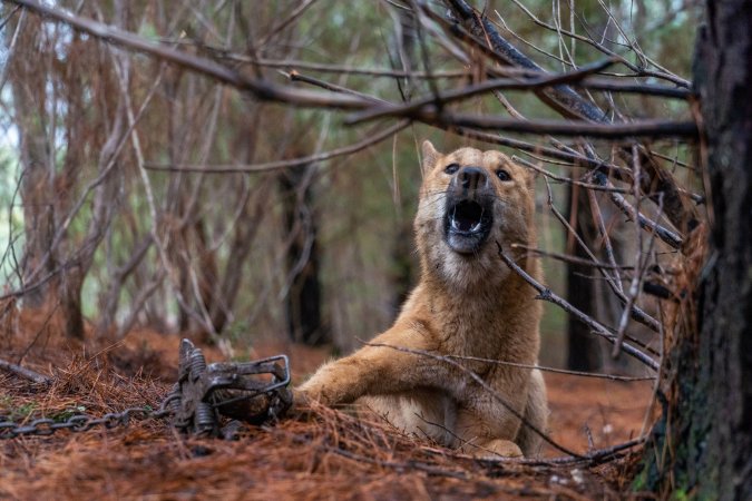 Dingo trapped in foothold trap