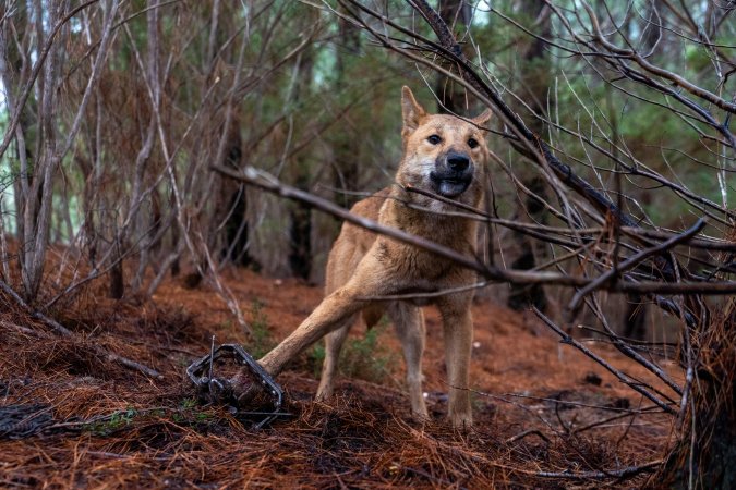 Dingo trapped in foothold trap