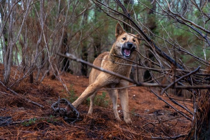 Dingo trapped in foothold trap