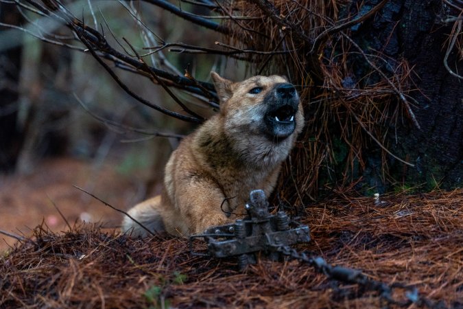 Dingo trapped in foothold trap