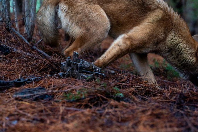 Dingo trapped in foothold trap