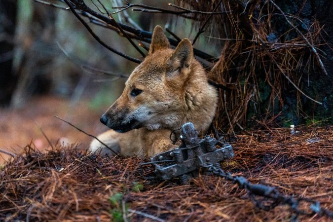 Dingo trapped in foothold trap