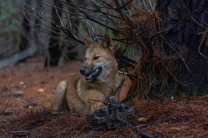 Dingo trapped in foothold trap