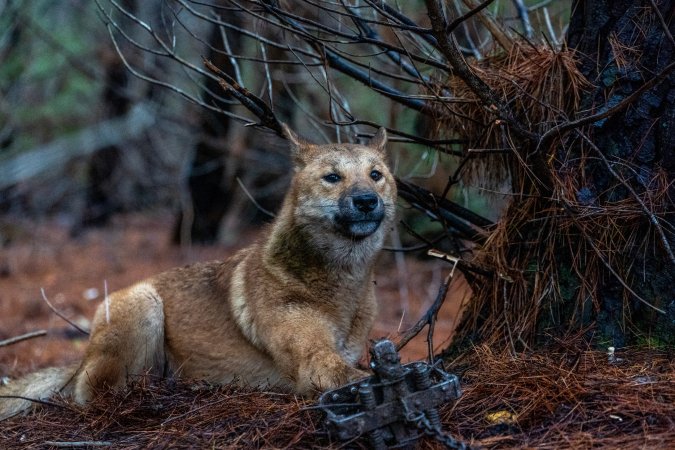 Dingo trapped in foothold trap