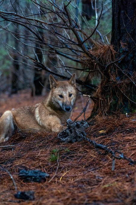 Dingo trapped in foothold trap