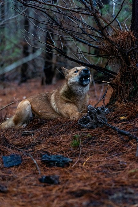 Dingo trapped in foothold trap