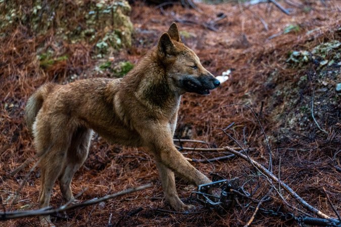 Dingo trapped in foothold trap