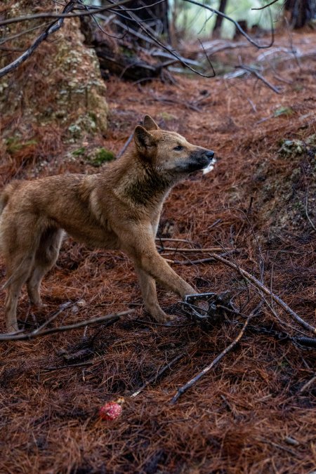 Dingo trapped in foothold trap