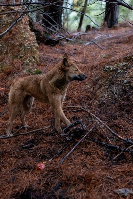 Dingo trapped in foothold trap