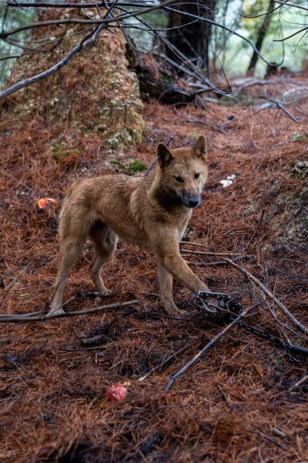 Dingo trapped in foothold trap