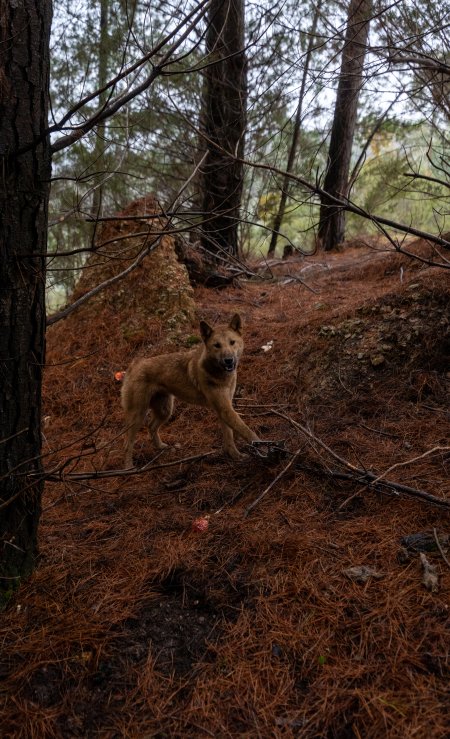 Dingo trapped in foothold trap