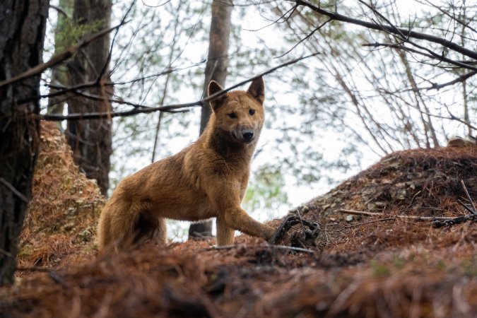 Dingo trapped in foothold trap