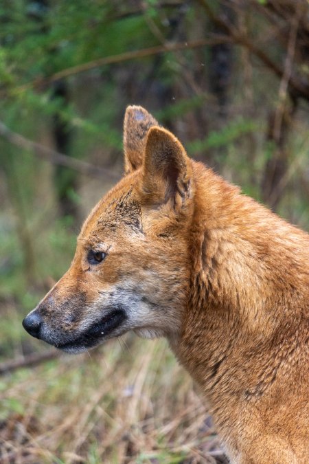 Dingo trapped in foothold trap